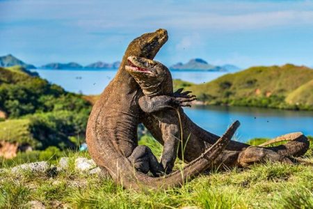 LABUAN BAJO ~ 2toGO 3D2N KOMODO TOUR SPECIAL PROMO BT-11